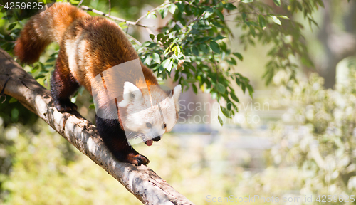 Image of Red Panda Wild Animal Walking Down Tree Limb