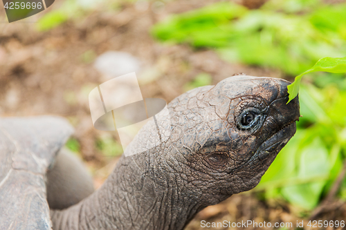 Image of close up of giant tortoise outdoors