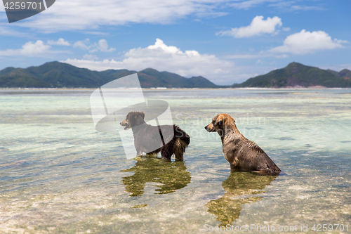 Image of dogs in sea or indian ocean water on seychelles