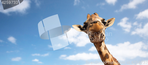 Image of close up of giraffe head on white