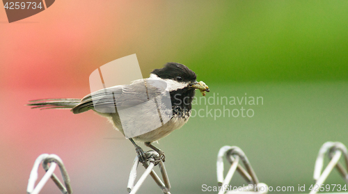 Image of Black-capped Chickadee Bird Perched Fence Taking Food To Young