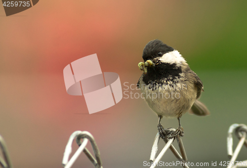 Image of Black-capped Chickadee Bird Perched Fence Worm in Mouth