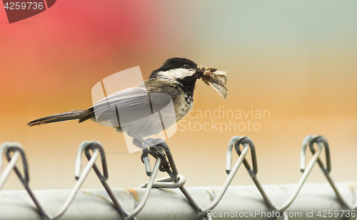 Image of Black-capped Chickadee Bird Perched Fence Moth in Mouth