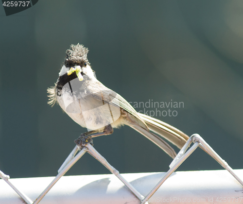Image of Black-capped Chickadee Bird Perched Fence Worm in Mouth