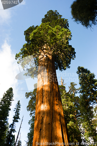 Image of Giant Ancient Seqouia Tree Kings Canyon National Park