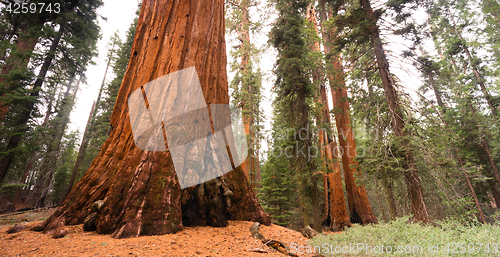 Image of Giant Ancient Seqouia Tree Kings Canyon National Park