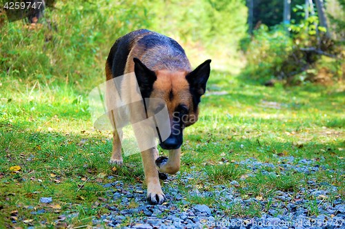 Image of German shepherd