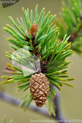 Image of Pinecone