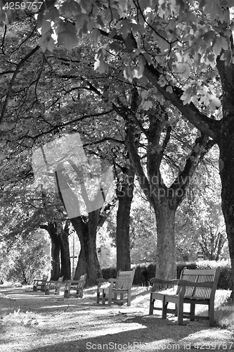 Image of Benches in park