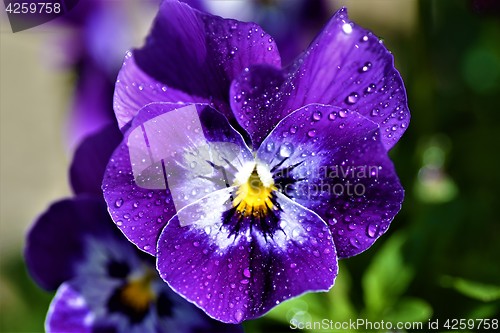 Image of Purple flower