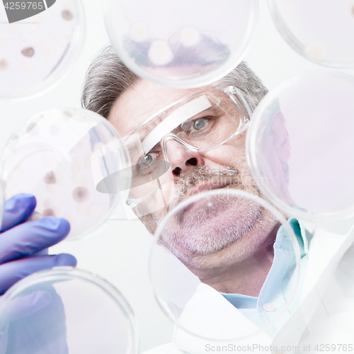 Image of Senior life science researcher grafting bacteria.