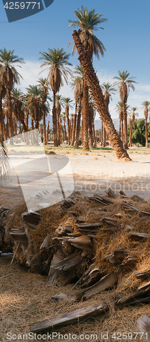 Image of An Oasis of Tropical Trees Furnace Creek Death Valley