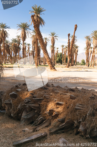 Image of An Oasis of Tropical Trees Furnace Creek Death Valley