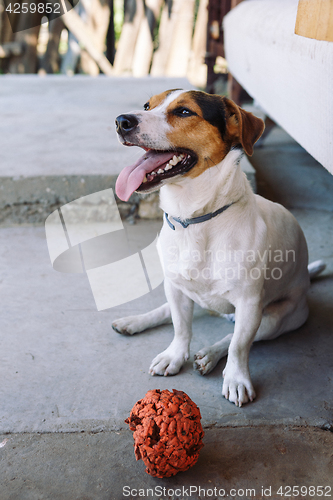 Image of Dog with toy on sidewalk