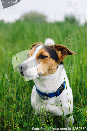 Image of Dog in field