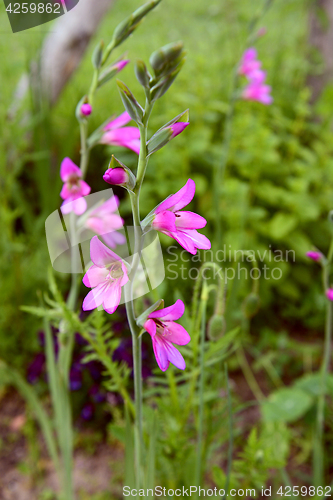 Image of Stem of pink gladioli flowers in a flower bed