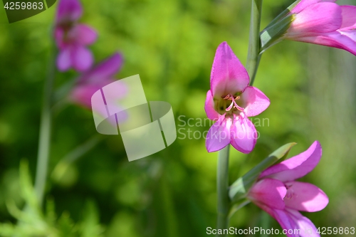 Image of Pink gladiolus flowers in selective focus