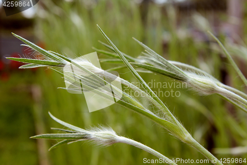 Image of Developing buds of corncockle flowers