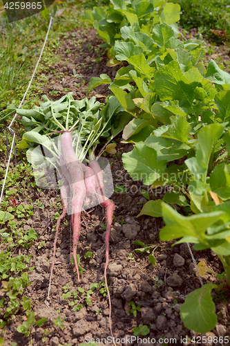 Image of Newly harvested long radishes on the ground