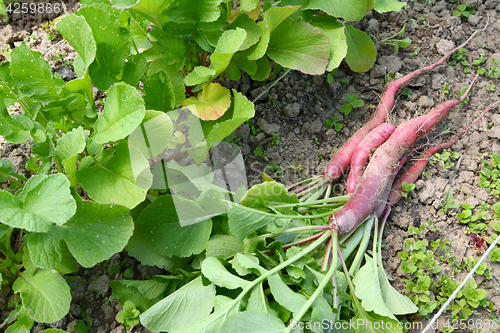 Image of Freshly harvested long radishes