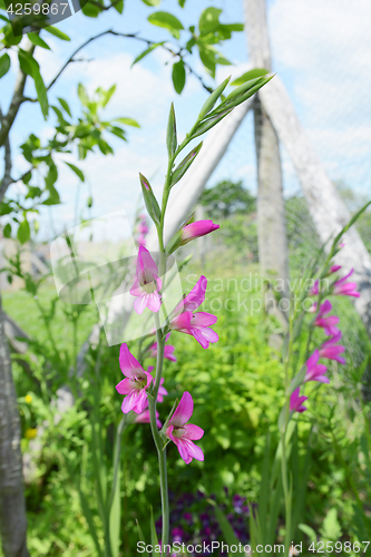 Image of Stalks of pink gladioli flowers