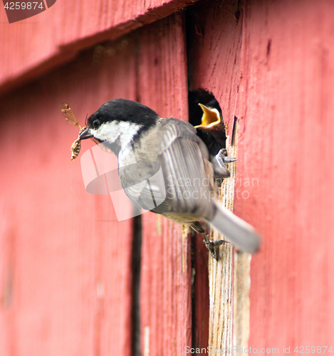 Image of Black-capped Chickadee Bird Perched Over Nest Feeding Young