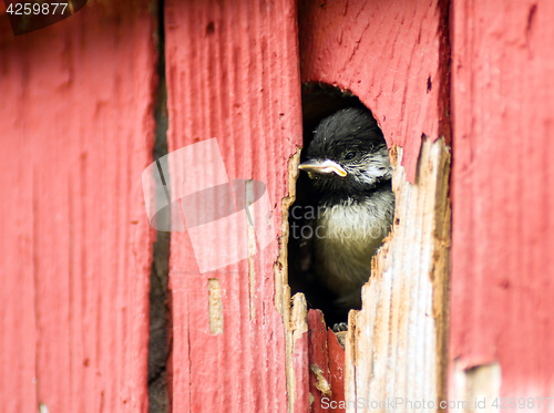 Image of Baby Black-capped Chickadee Bird Animal Wildlife