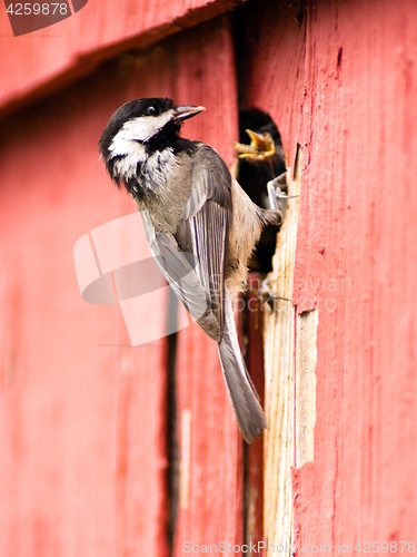 Image of Black-capped Chickadee Bird Perched Over Nest Feeding Young