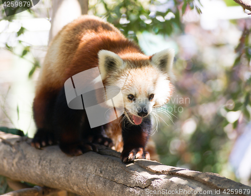 Image of Red Panda Wild Animal Walking Down Tree Limb