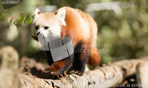 Image of Red Panda Wild Animal Walking Down Tree Limb