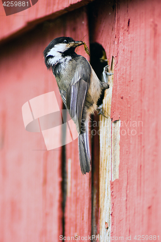 Image of Black-capped Chickadee Bird Perched Over Nest Feeding Young