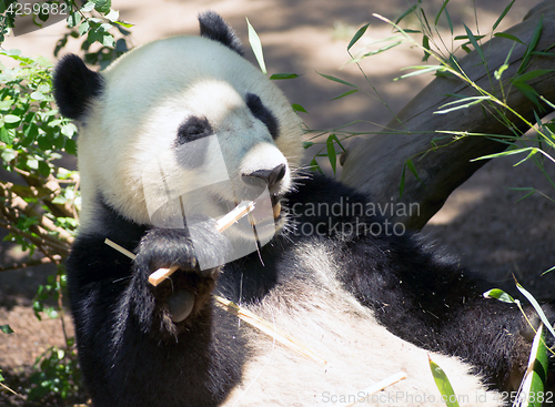 Image of Endangered Giant Panda Eating Bamboo Stalk