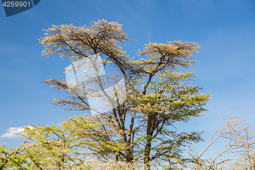 Image of acacia trees in savannah at africa