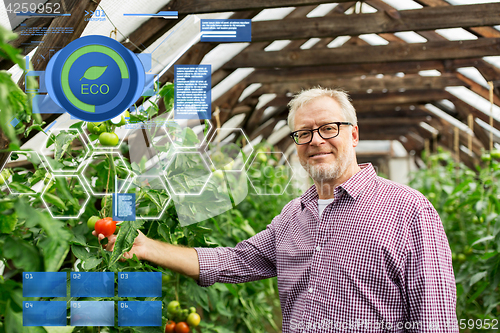 Image of senior man growing tomatoes at farm greenhouse