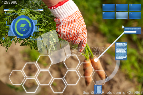 Image of farmer hand in glove with carrots on farm