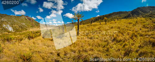 Image of Palms surrounded by hills