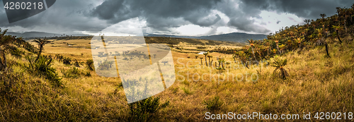 Image of Valley with palms