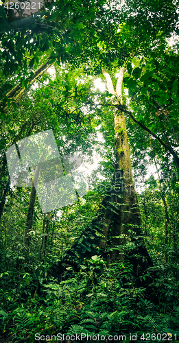 Image of Tree with ferns