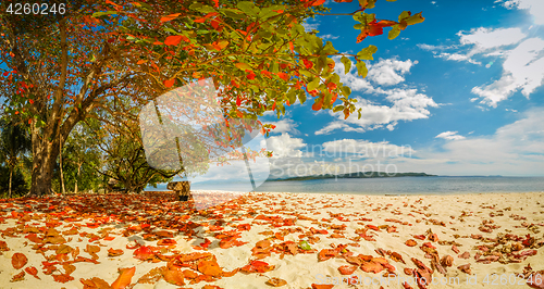 Image of Colourful leaves on beach