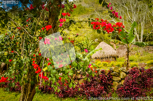 Image of Colourful flowers in greenery