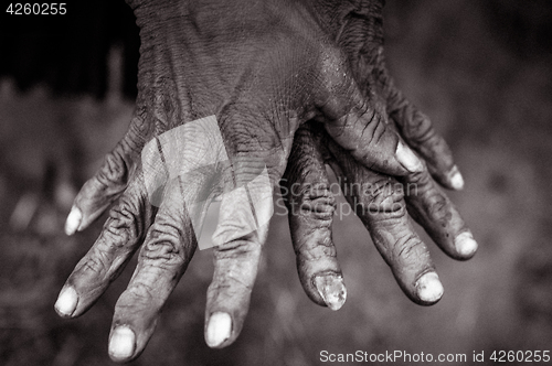 Image of Womans wrinkled hands