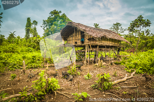 Image of Wooden house with pigs