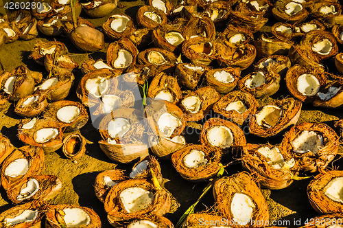 Image of Coconut shells on ground