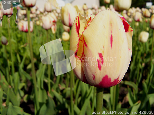 Image of Tulip