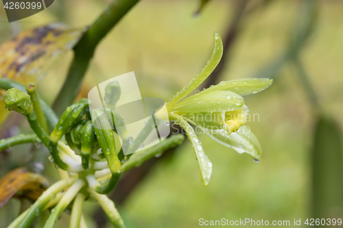 Image of Closeup of The Vanilla plant flower, madagascar