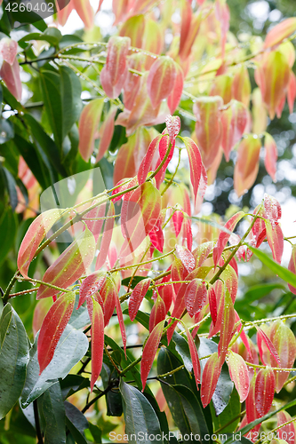 Image of Cinnamon Tree - Cinnamomum zeylanicum
