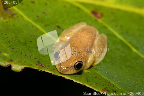 Image of Small yellow tree frog from boophis family, madagascar