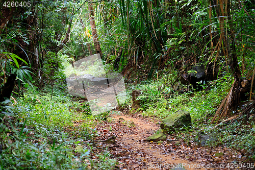 Image of Landscape of Masoala National Park, Madagascar