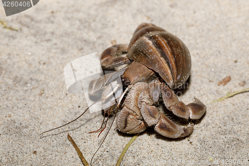 Image of big hermit crab with snail shell Madagascar