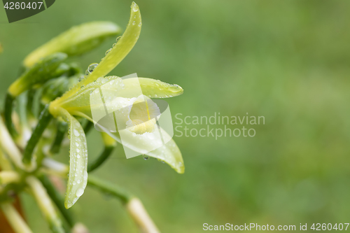 Image of Closeup of The Vanilla plant flower, madagascar